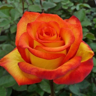 Роза чайно-гибридная Хай Мэджик (Rosa Orange Magic)