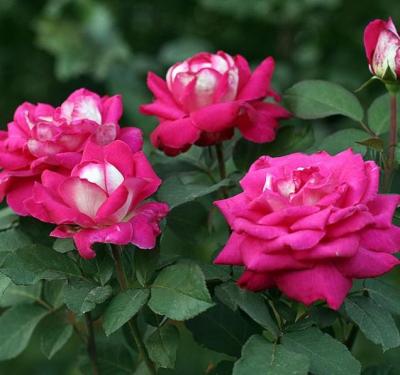  Роза чайно-гибридная Акапелла (Rosa Acapella)