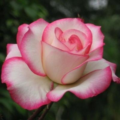  Роза чайно-гибридная Белла Вита (Rosa Bella Vita)