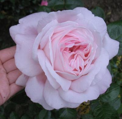 Роза чайно-гибридная Мириам (Rosa Myriam)