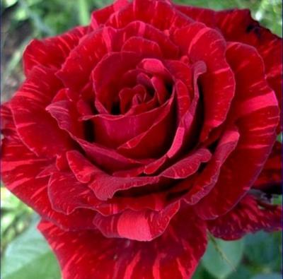  Роза чайно-гибридная Ред Интуишн (Rosa Red Intuition) 