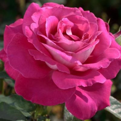 Роза чайно-гибридная Барон Эдмонд де Ротшильд (Rosa Barone Edmond de Rothschild)