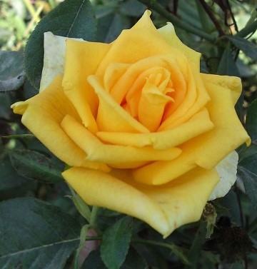 Роза чайно-гибридная Латина (Rosa Latina)
