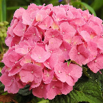 Популярные сорта гортензий Популярные сорта гортензий