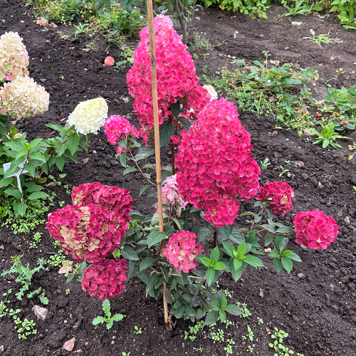 Самарская Лидия 2 года