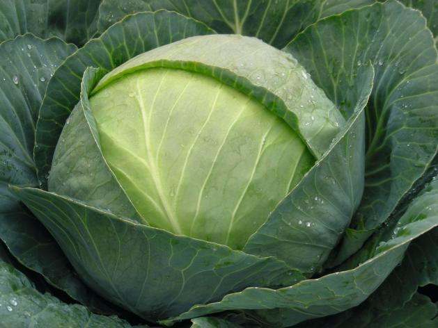 Как правильно выбрать семена капусты Как правильно выбрать семена капусты