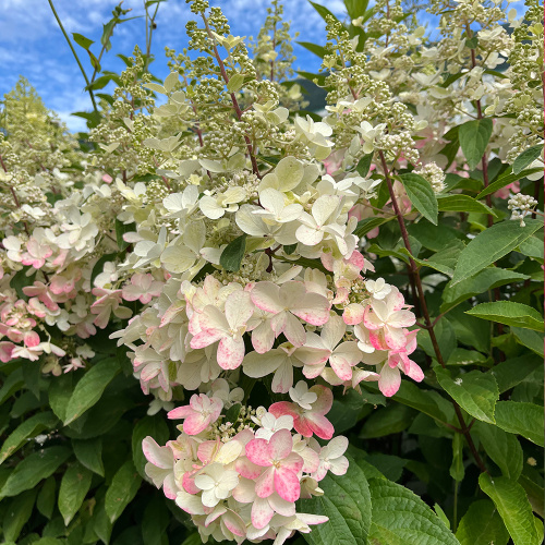 Гортензия Канделайт