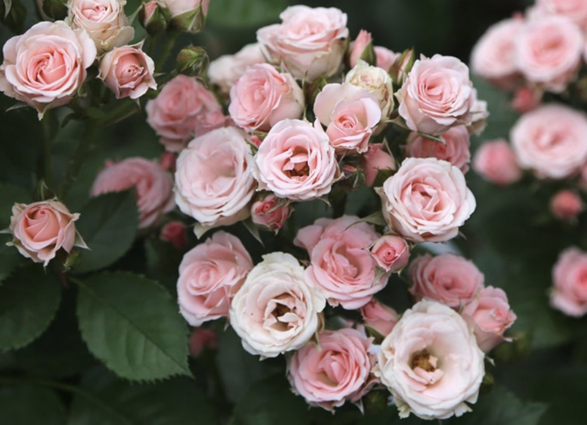 Розы для сада Розы для сада