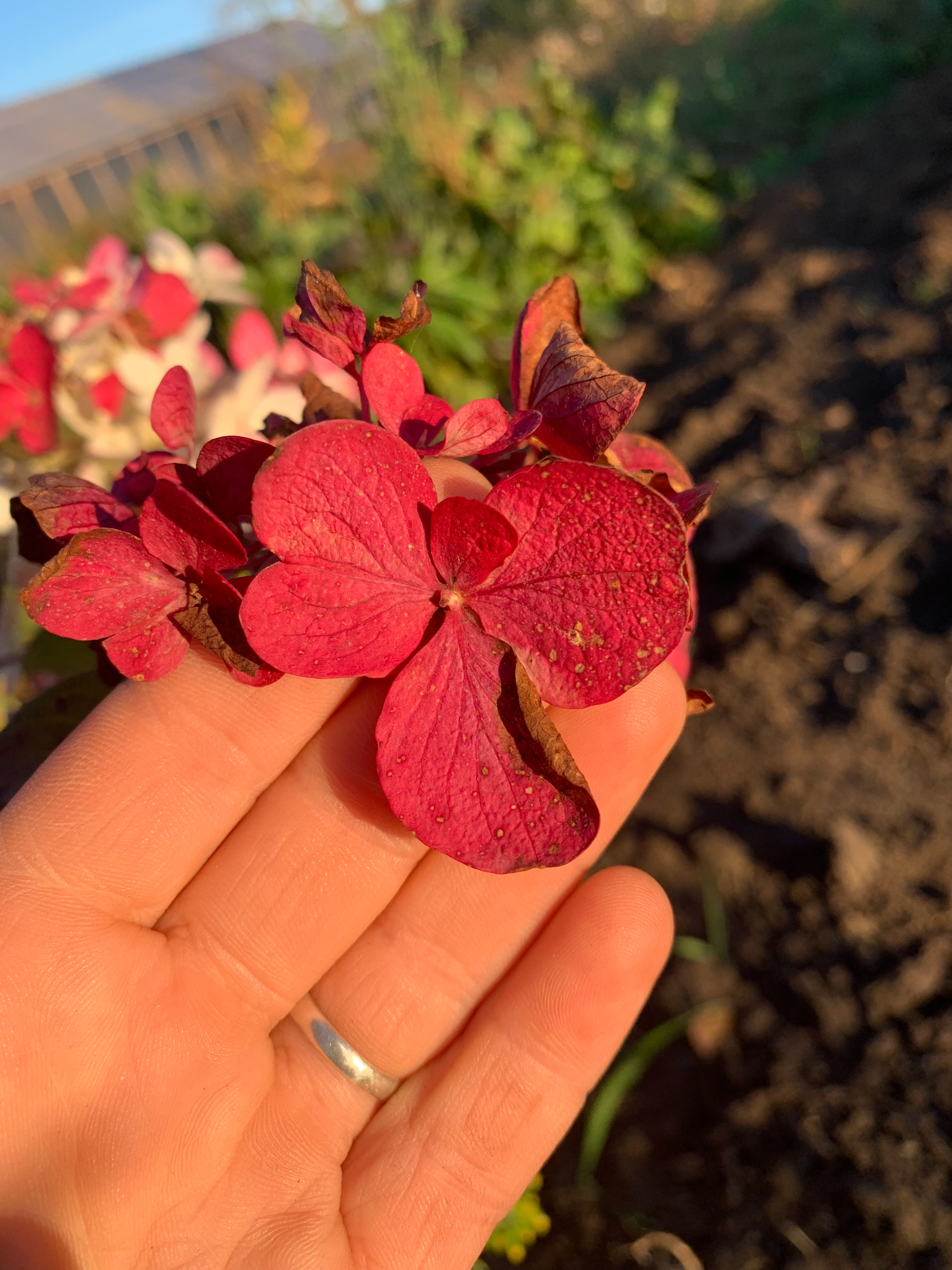 Гортензия Даймонд Руж