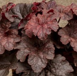 Кайюн Файер