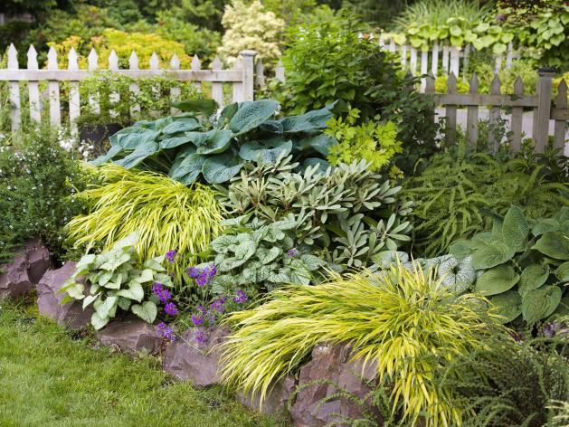 Растения и цветы для трудных уголков сада