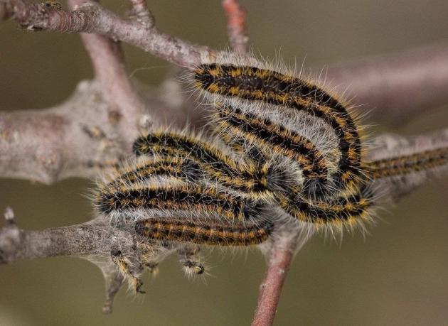 Боярышница: методы борьбы