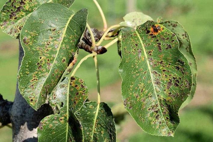 Меры борьбы с галловым клещем