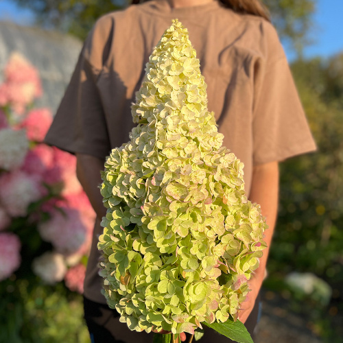 Мэджикал Килиманджаро