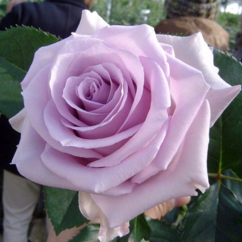 Роза чайно-гибридная Песня Океана