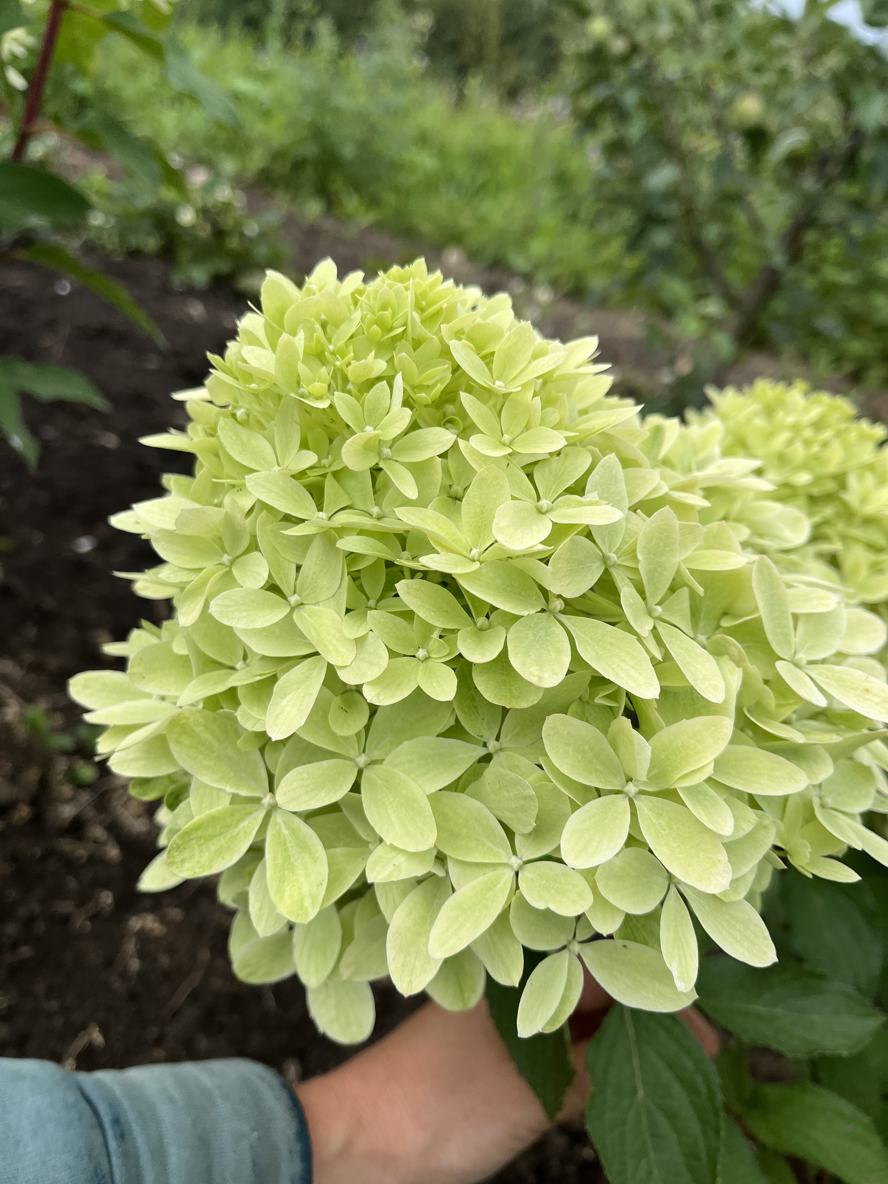 Роял Флауэр