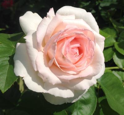Роза плетистая Пале Рояль (Rosa Palais Royal)