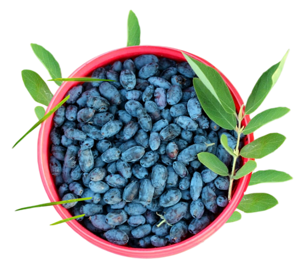 Необыкновенная жимолость Необыкновенная жимолость