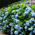 Популярные сорта гортензий Популярные сорта гортензий