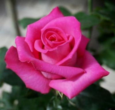 Роза чайно-гибридная Топаз (Rosa Topaz)