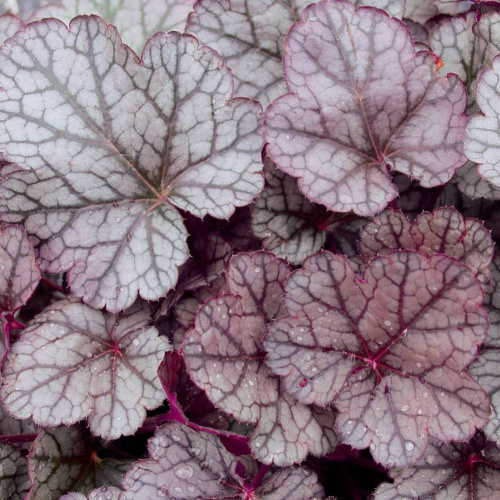 Шуга Фростинг