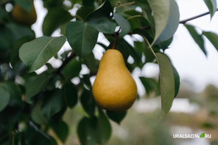 Самоплодность и самобесплодность плодовых растений Самоплодность и самобесплодность плодовых растений