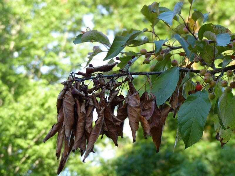 Бактериальный ожог плодовых культур.
