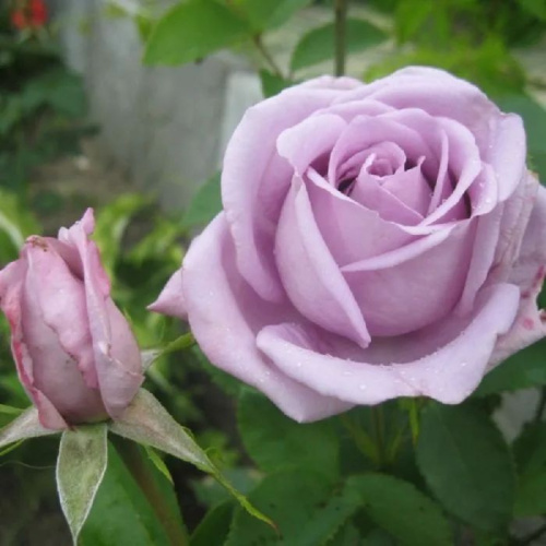 Роза чайно-гибридная Голубой Нил