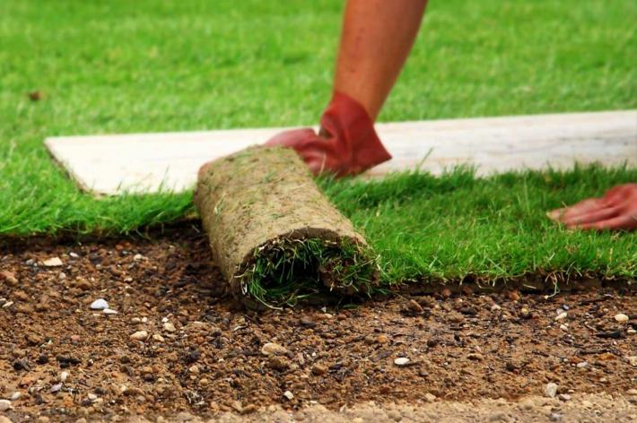 Как правильно посадить газон