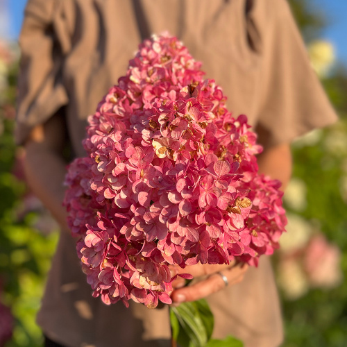 Гортензия Сандей Фрайз