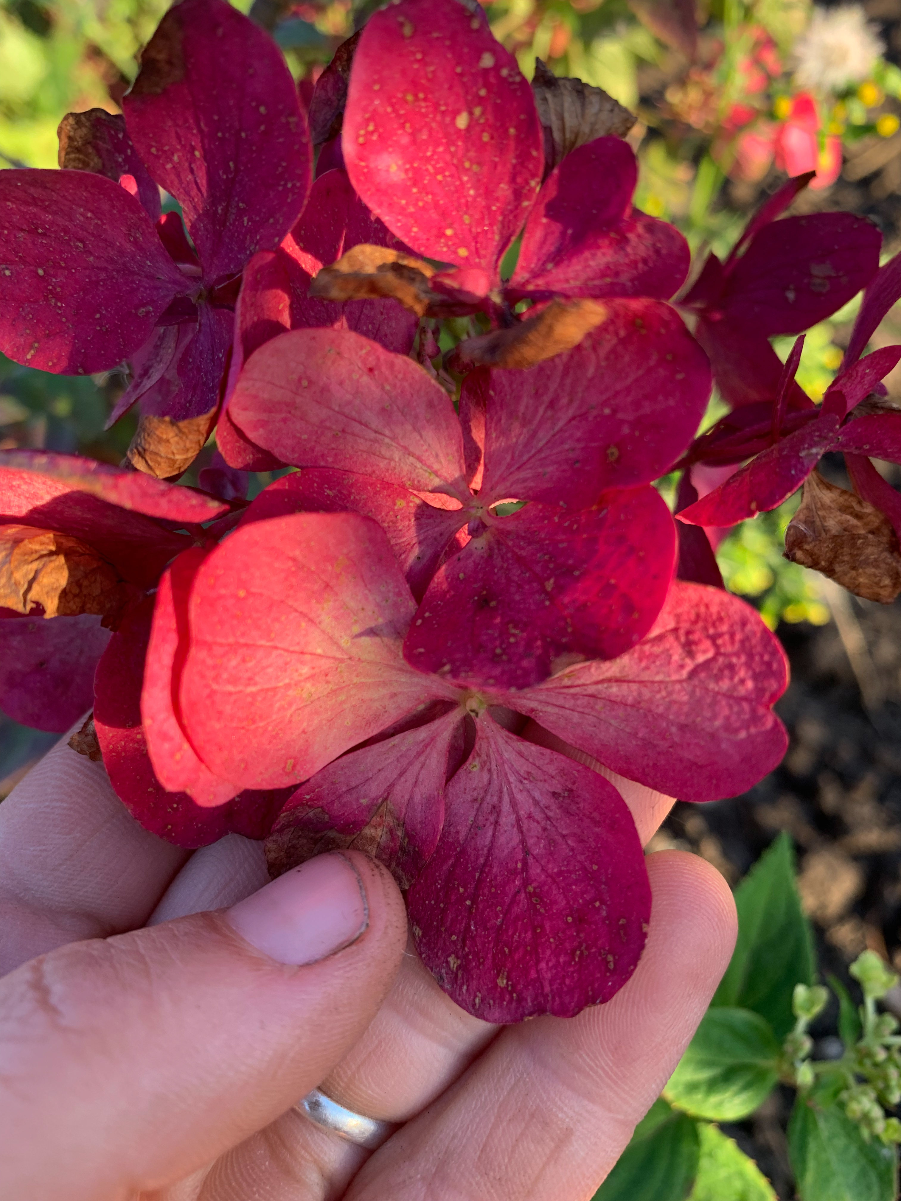 Гортензия Даймонд Руж