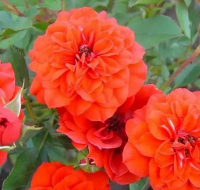 Роза плетистая Оранж Мейландина (Rosa Orange Meillandina)