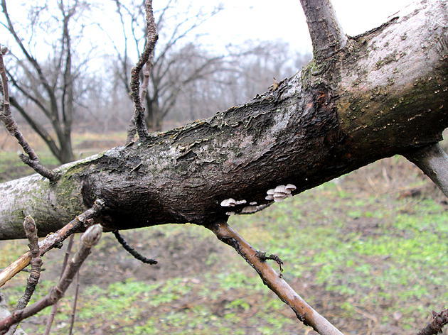 Черный рак на яблоне и груше