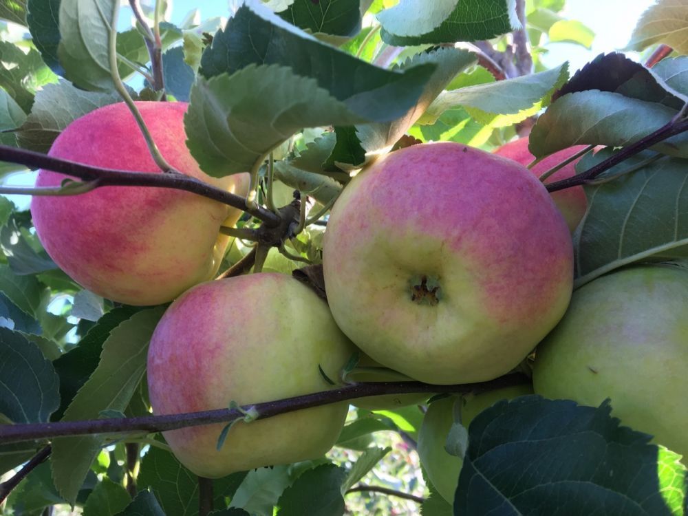 Иммунизация растений Иммунизация растений