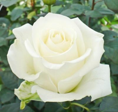 Роза чайно-гибридная Аваланж (Rosa Avalanche)