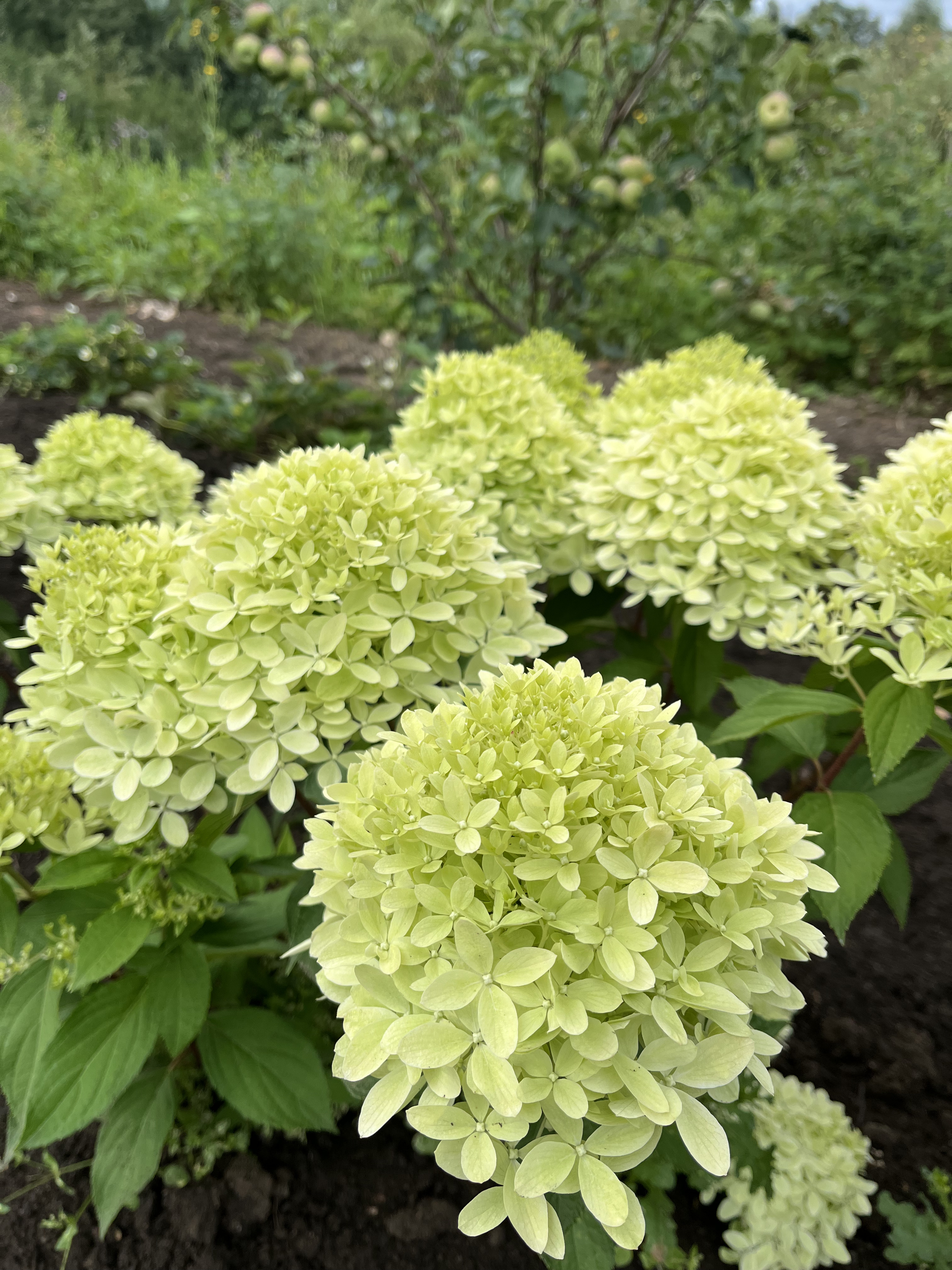 Роял Флауэр