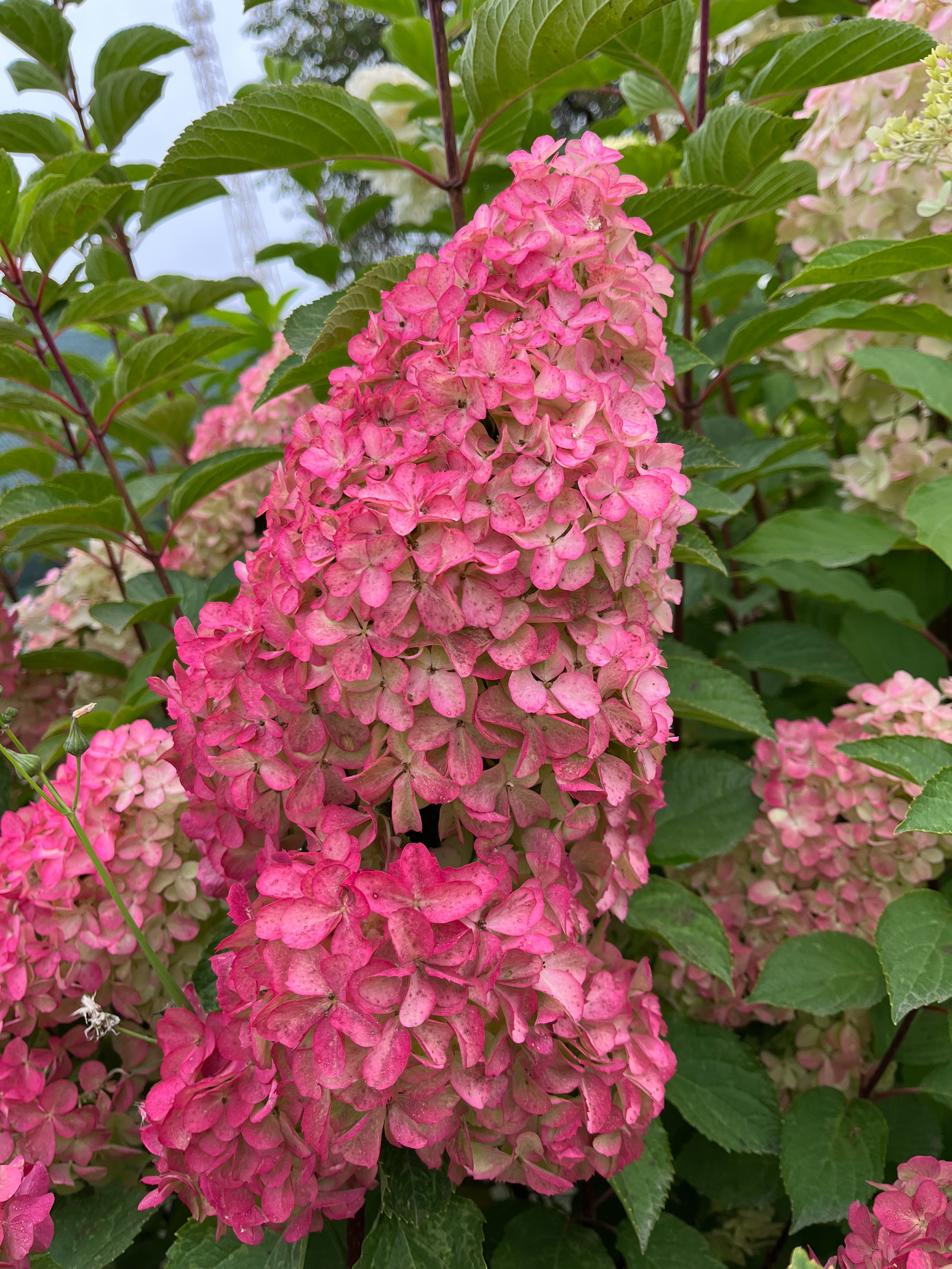 Гортензия Фрайз Мельба