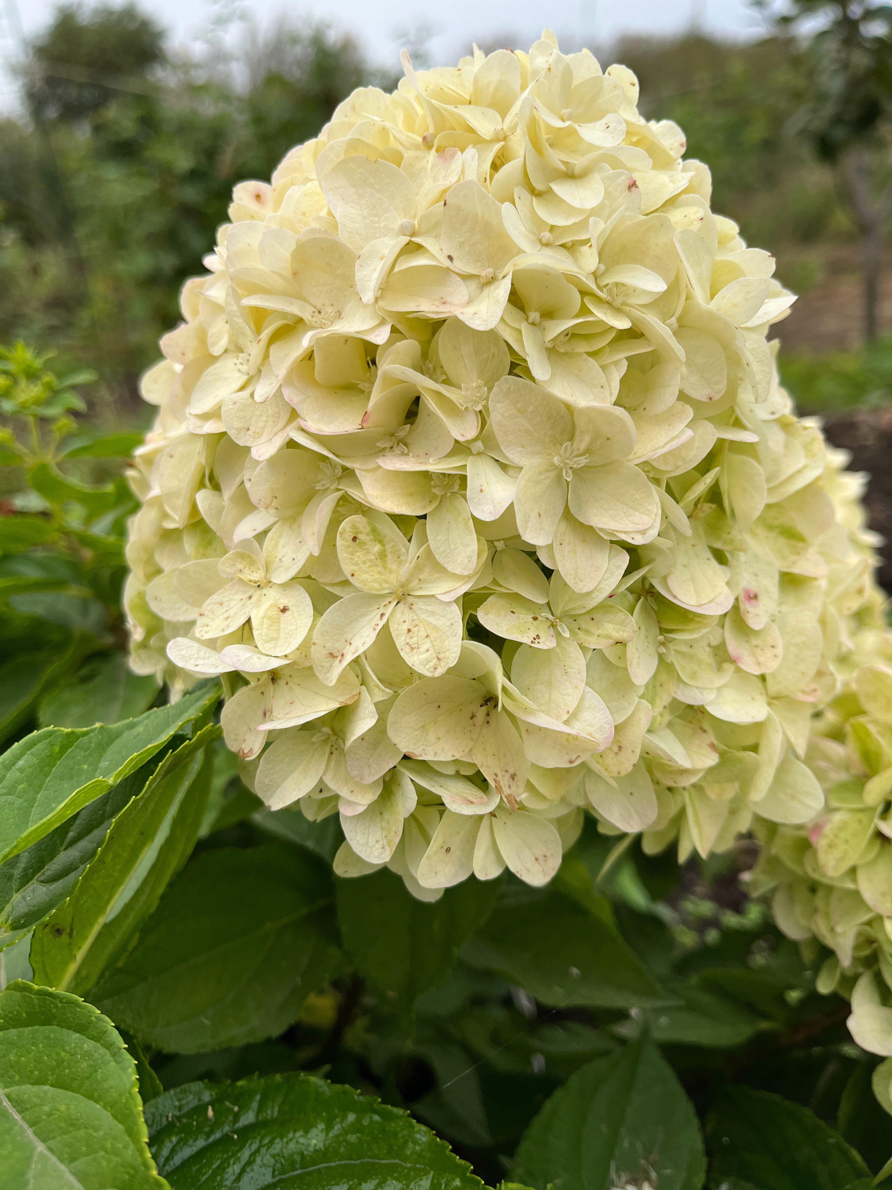 Литтл Спуки