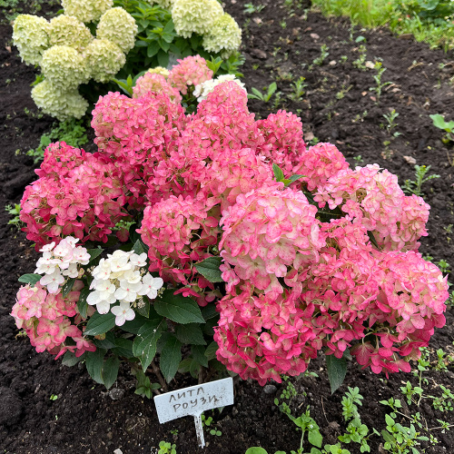 Литтл Рози 2 года