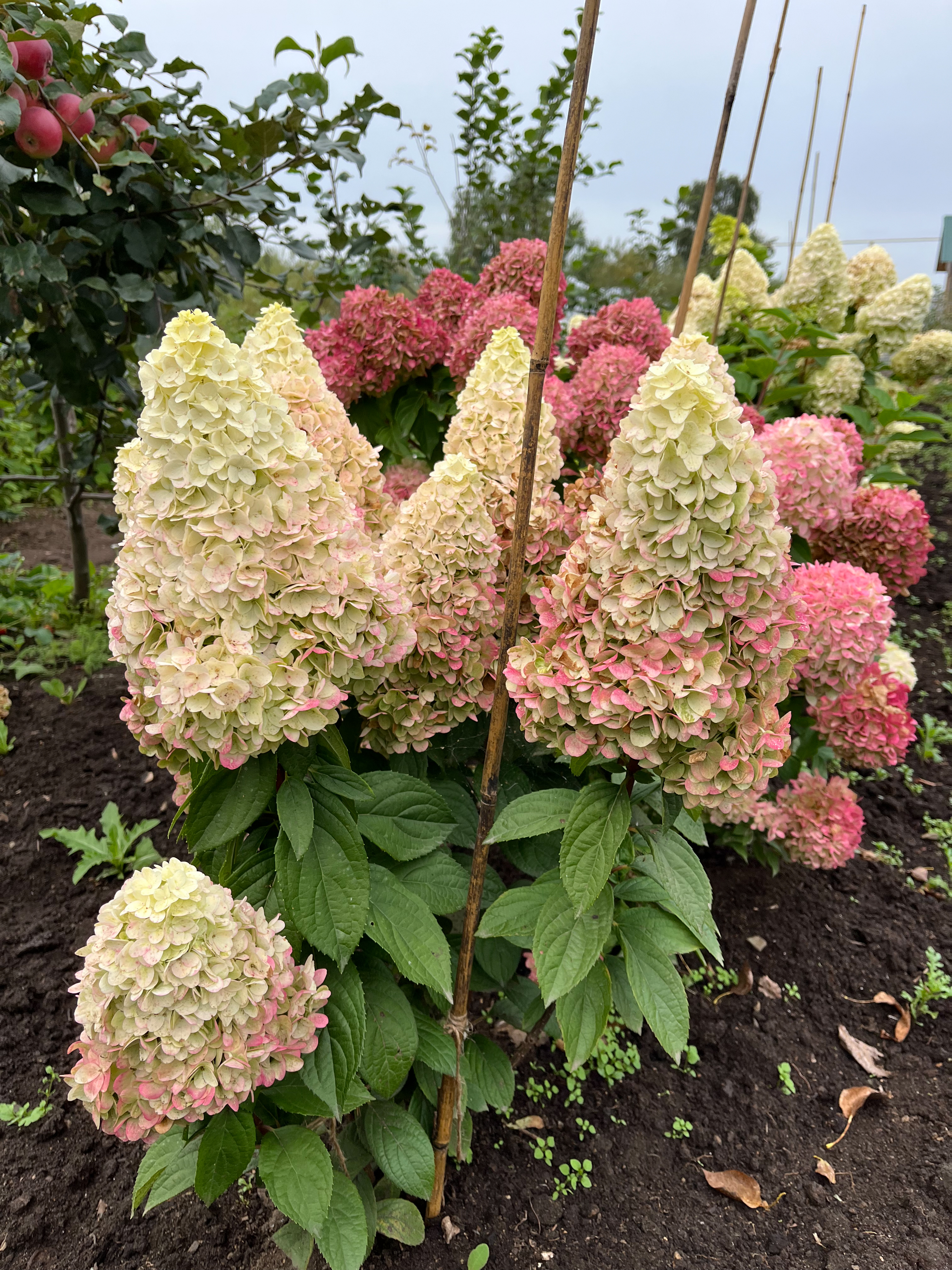 Мэджикал Килиманджаро