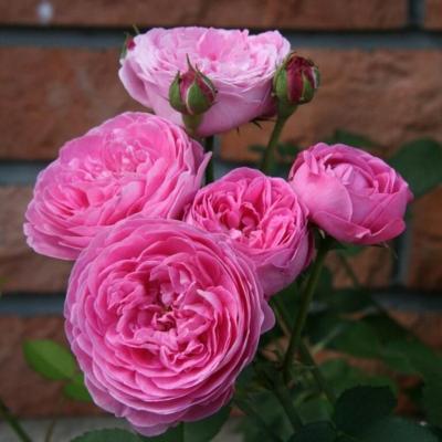  Роза парково-кустовая Луис Одьер (Rosa Louise Odier)