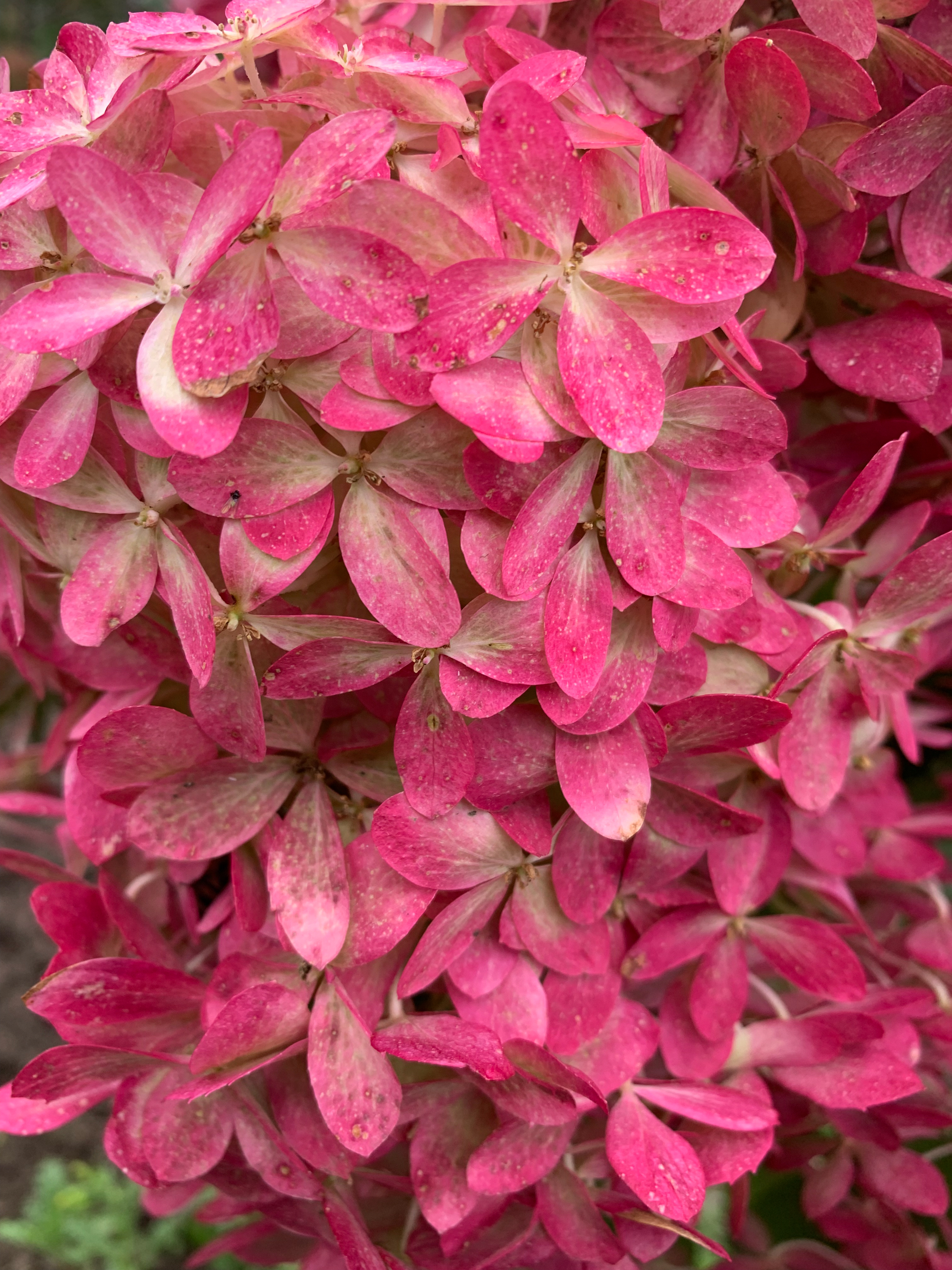 Роял Флауэр