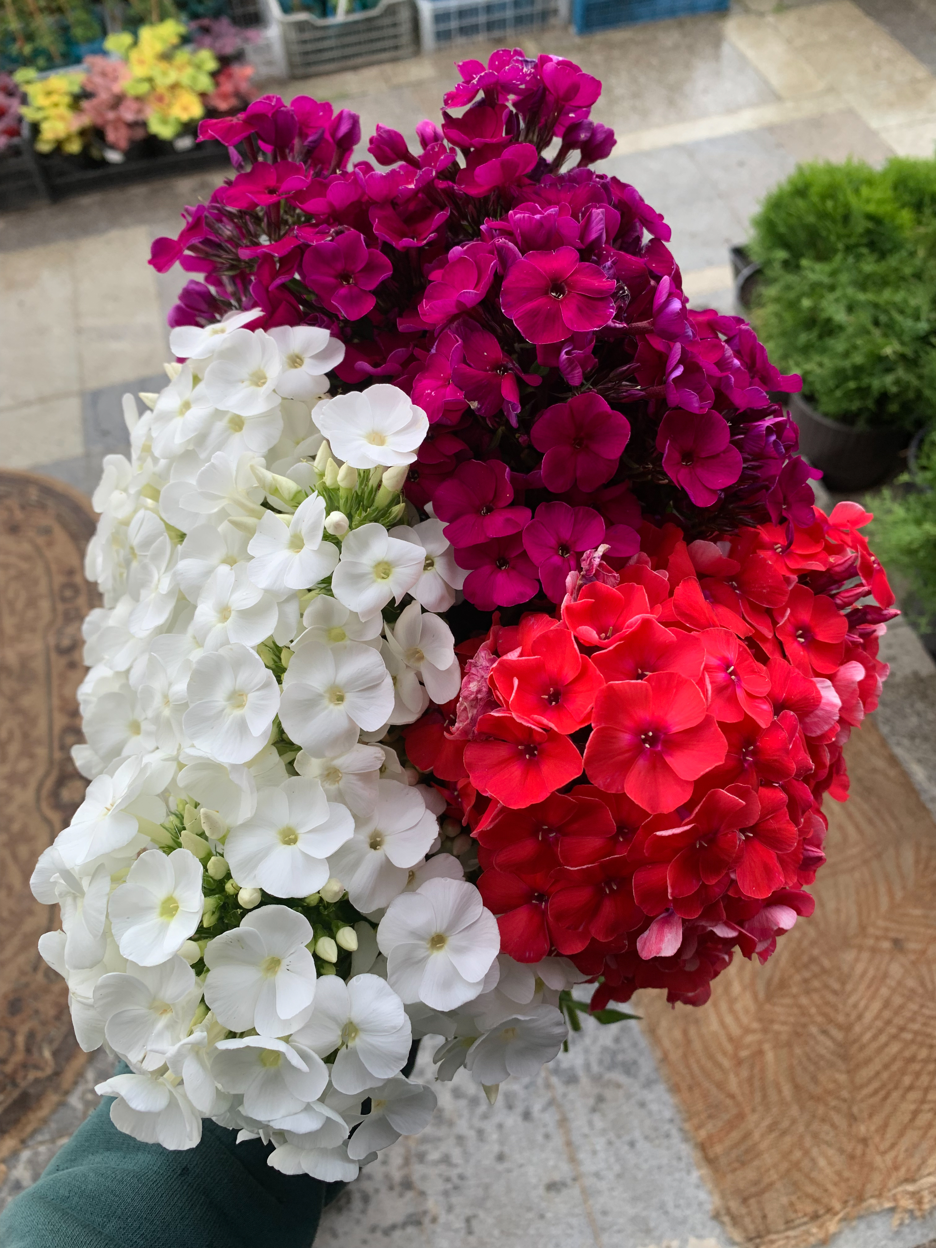 Уайт Адмирал