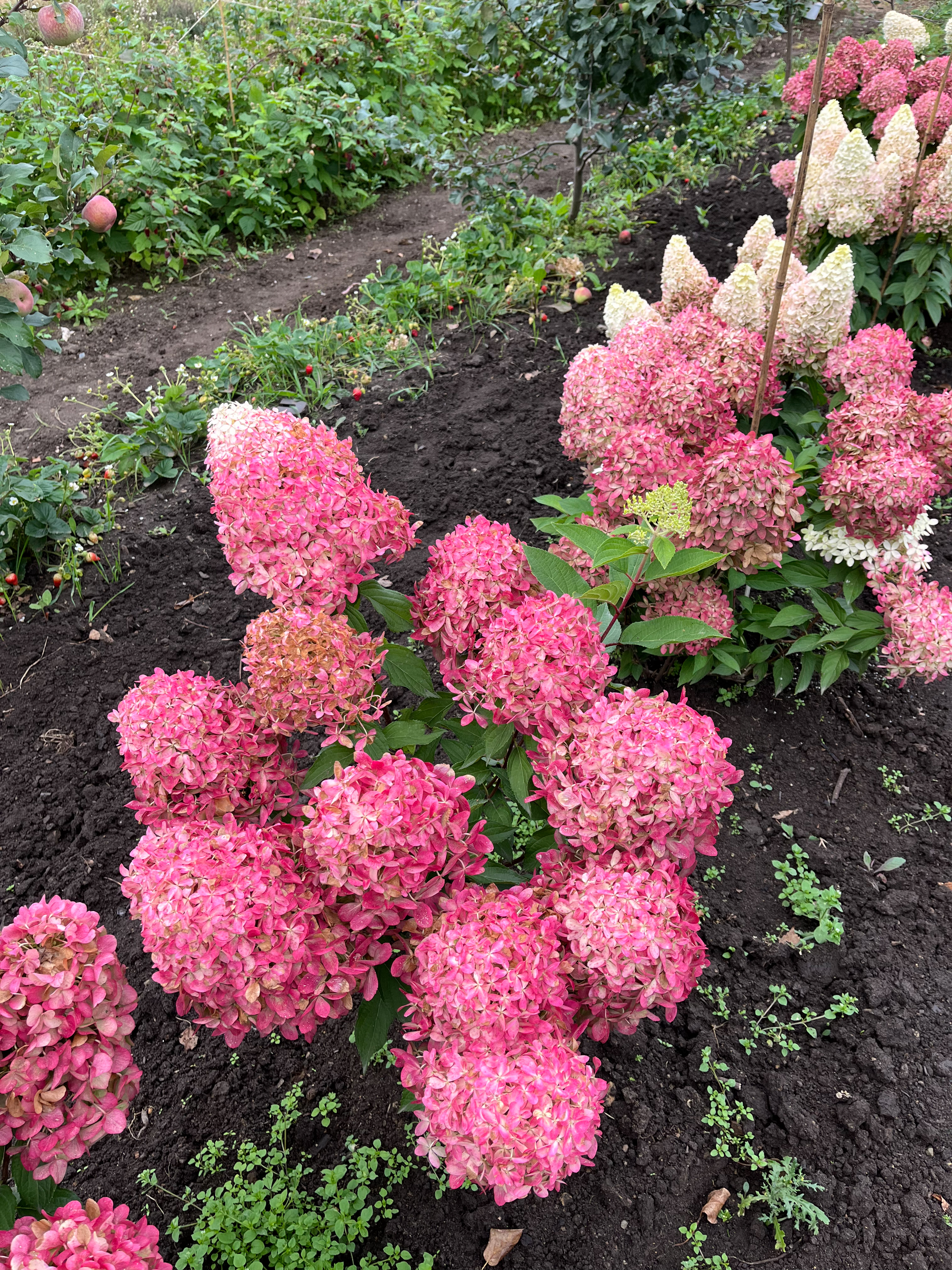 Роял Флауэр