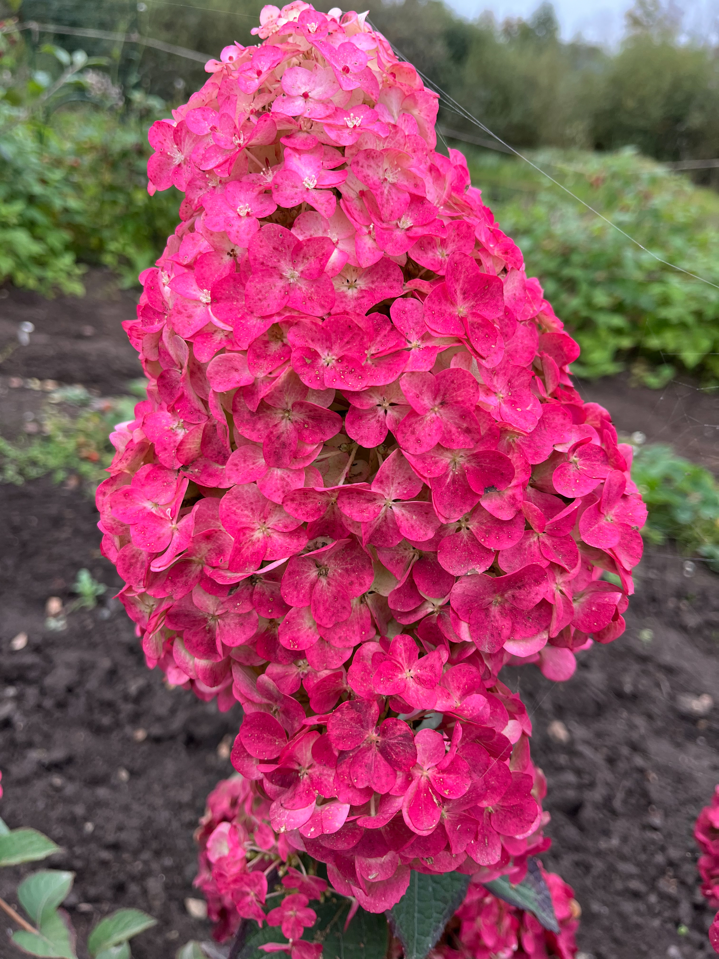 Самарская Лидия