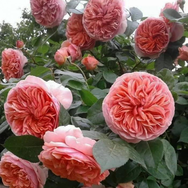 Розы - Роза чайно-гибридная Чиппендейл (Rosa Chippendale)