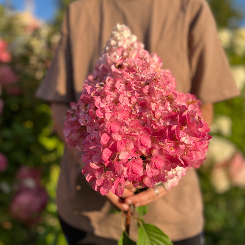 Гортензия Ванилла Фрейз