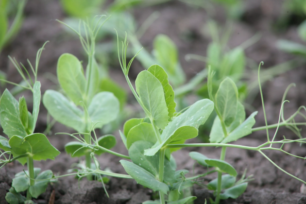 Высеваем горошек