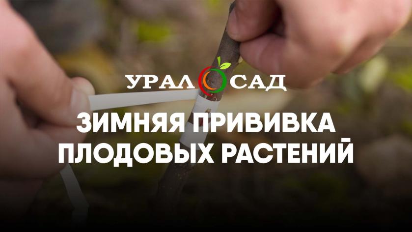 Зимняя прививка плодовых растений