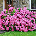 Популярные сорта гортензий Популярные сорта гортензий